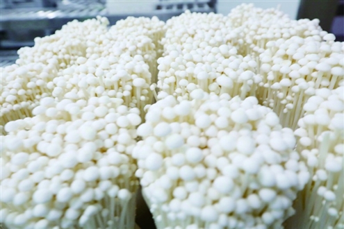 山东友泓生物科技有限公司生产的金针菇